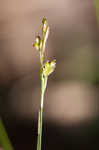 Bristleleaf sedge